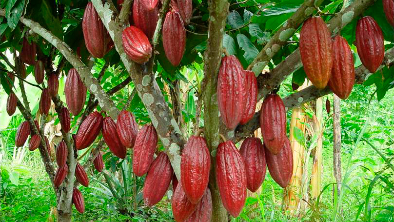 Bocas del Toro y la Comarca Ngäbe-Buglé, las mayores productoras de cacao en Panamá