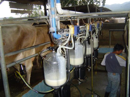 Panamá: Producción de leche aumentó 7.4 millones de litros a junio 2021