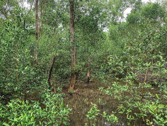 Se recuperan los manglares en un sector de Bahía de Panamá tras una "muerte masiva"
