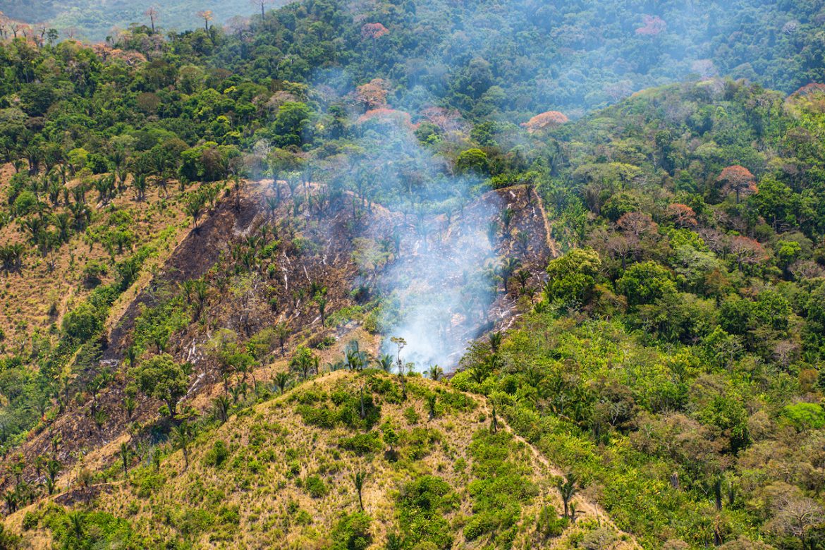 Revelan lecciones sobre el impacto humano en los bosques tropicales durante el Antropoceno