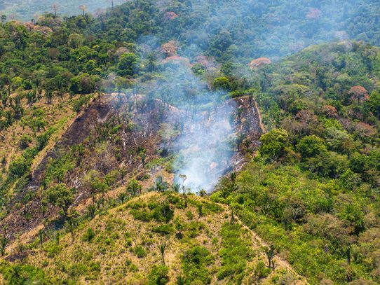 Revelan lecciones sobre el impacto humano en los bosques tropicales durante el Antropoceno