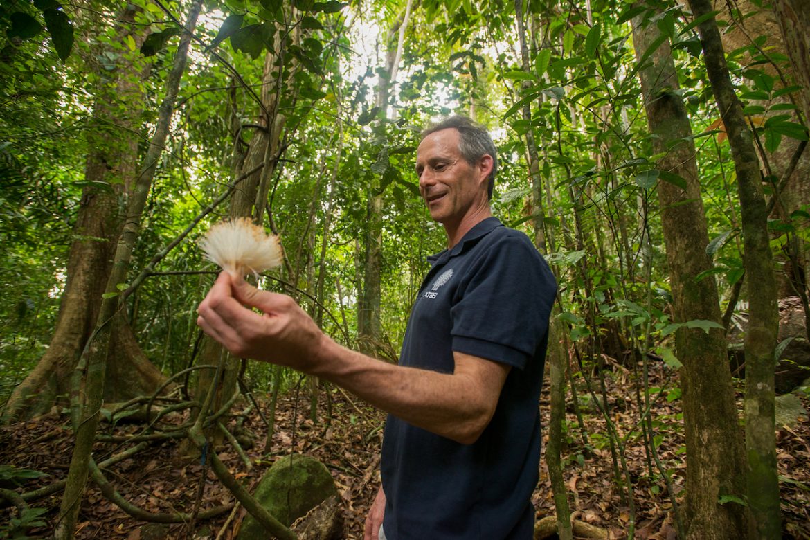 Aumento de lianas en bosques tropicales maduros está relacionado con perturbaciones naturales y cambio climático