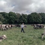 Panamá se mantiene como un país sin riesgo de la enfermedad de las vacas locas