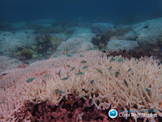 Gran Barrera de Coral parece un "tablero, de ajedrez" blanqueado por causa de los extremos climáticos