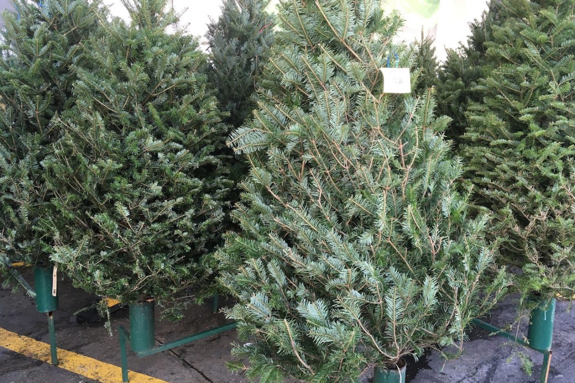 Los primeros arbolitos de Navidad llegarán al país el 18 de noviembre