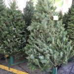 Lanzan campaña nacional para que no quemen ni boten arbolitos de Navidad en vertederos