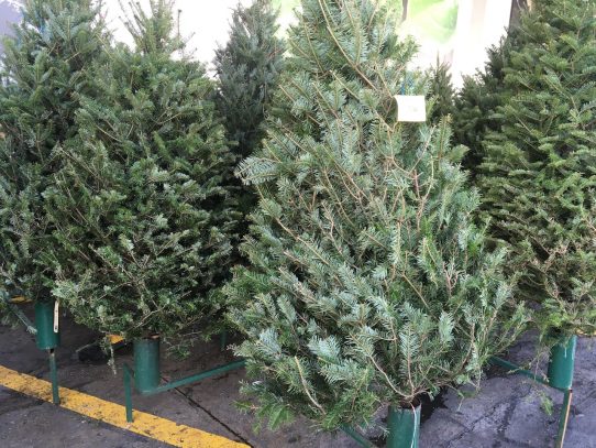 Los primeros arbolitos de Navidad llegarán al país el 18 de noviembre