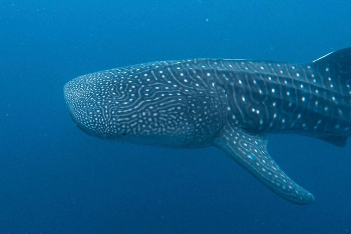 Los ancestros de los tiburones ballena en Panamá podrían provenir de aguas lejanas