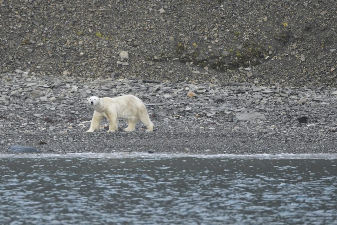 Atípica escena de caza despierta dudas sobre la alimentación de los osos polares