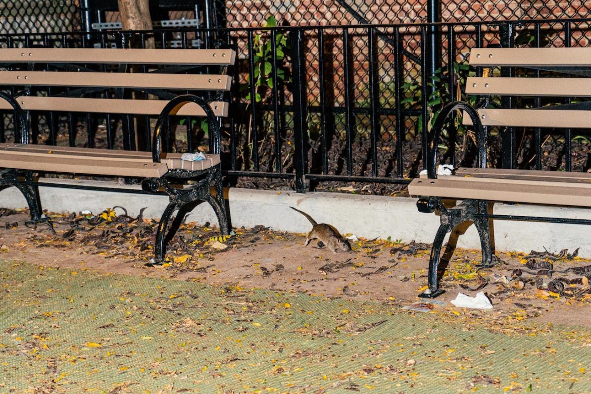 Ratas de la ciudad de Nueva York: están en el parque, en tu cuadra y hasta en tu mesa