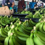 Exportaciones de banano se reactivarán en Changuinola