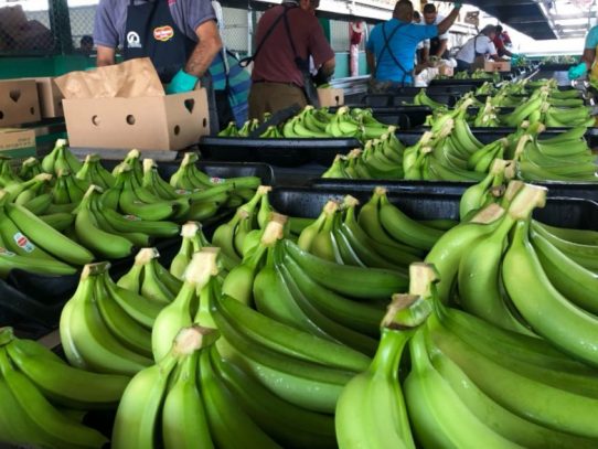 Panamá busca cerrar el 2021 con 21,000,000 de cajas de banano exportadas