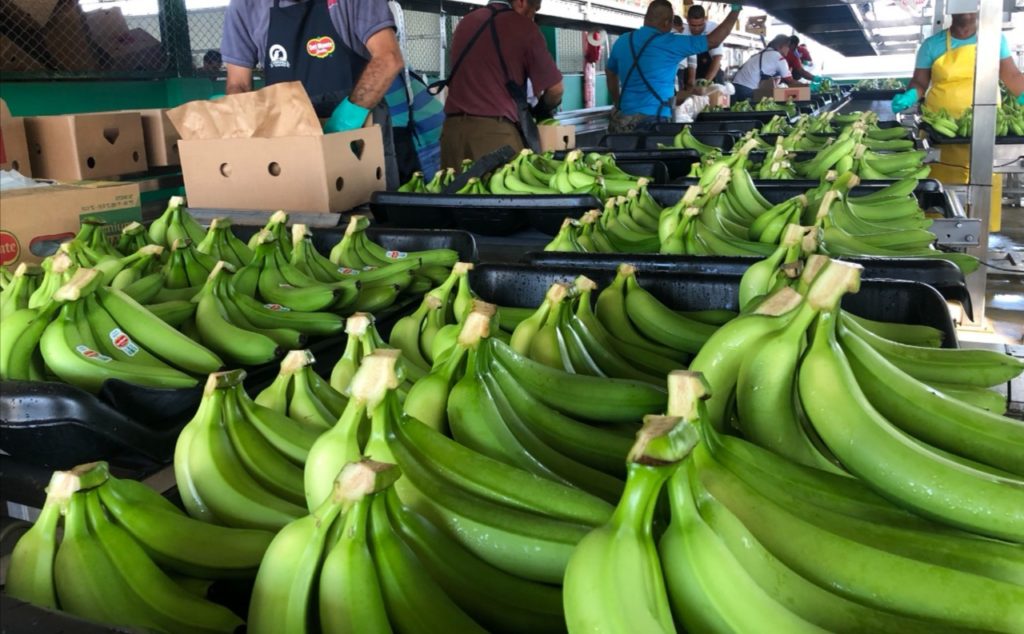 Panamá busca cerrar el 2021 con 21,000,000 de cajas de banano exportadas