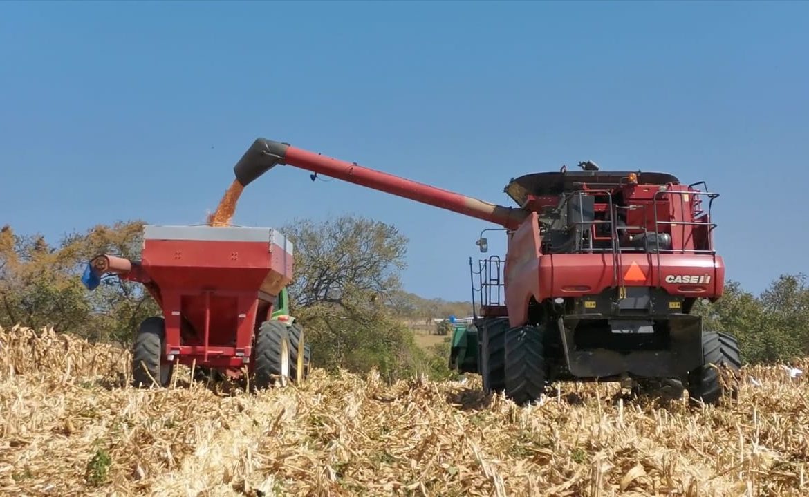Productores de maíz recibirán pagos por  2.3 millones dólares