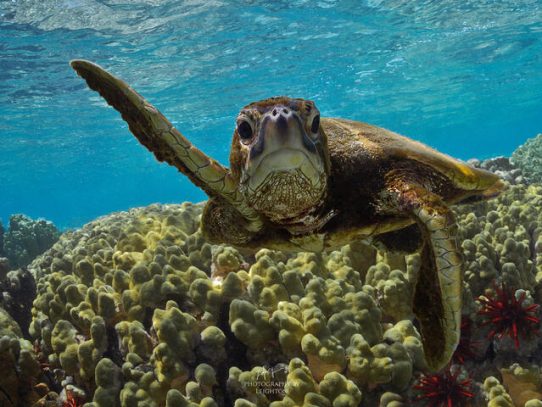 Las tortugas marinas regresan a las playas de Tailandia gracias a la pandemia