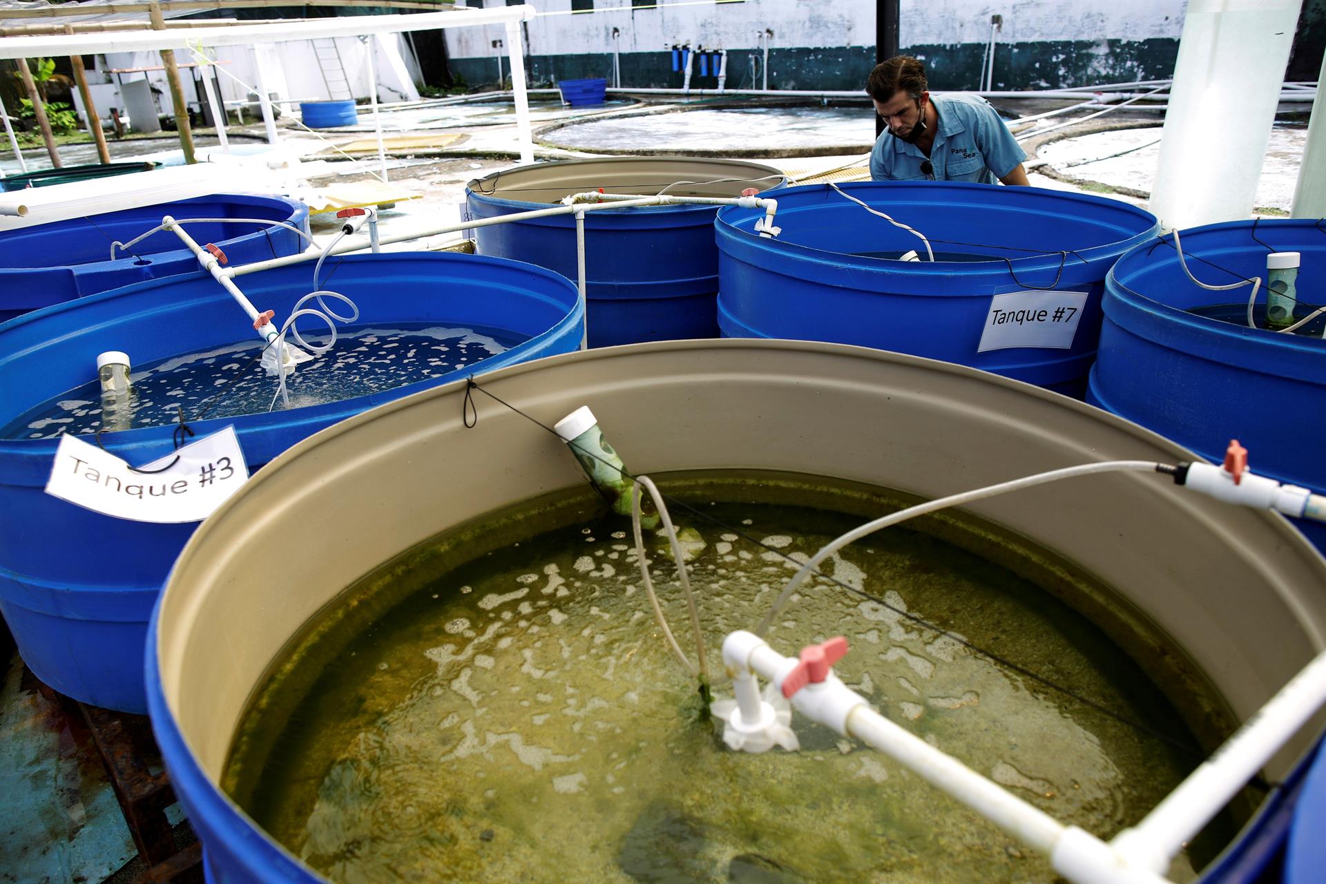 Granja de pepinos de mar