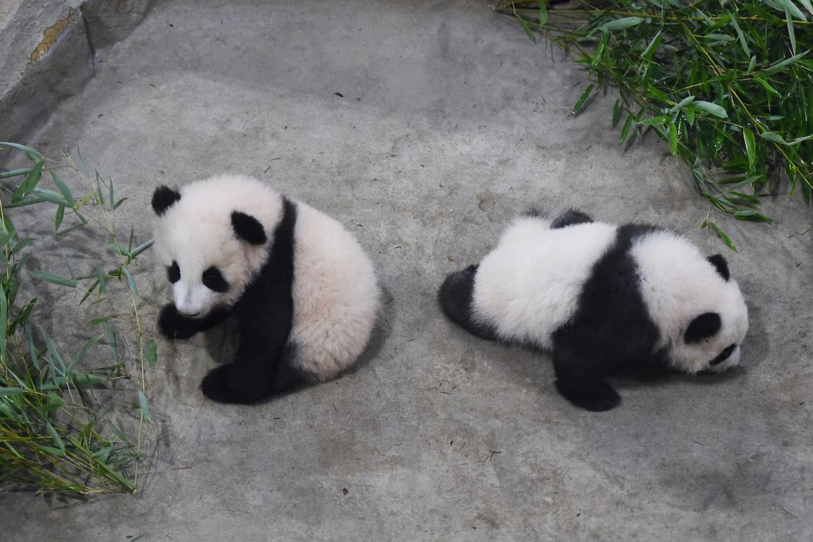 Presentan por primera vez al público a gemelas panda en un zoo francés