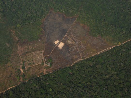 La deforestación de la Amazonía cayó un 19,45 % en noviembre