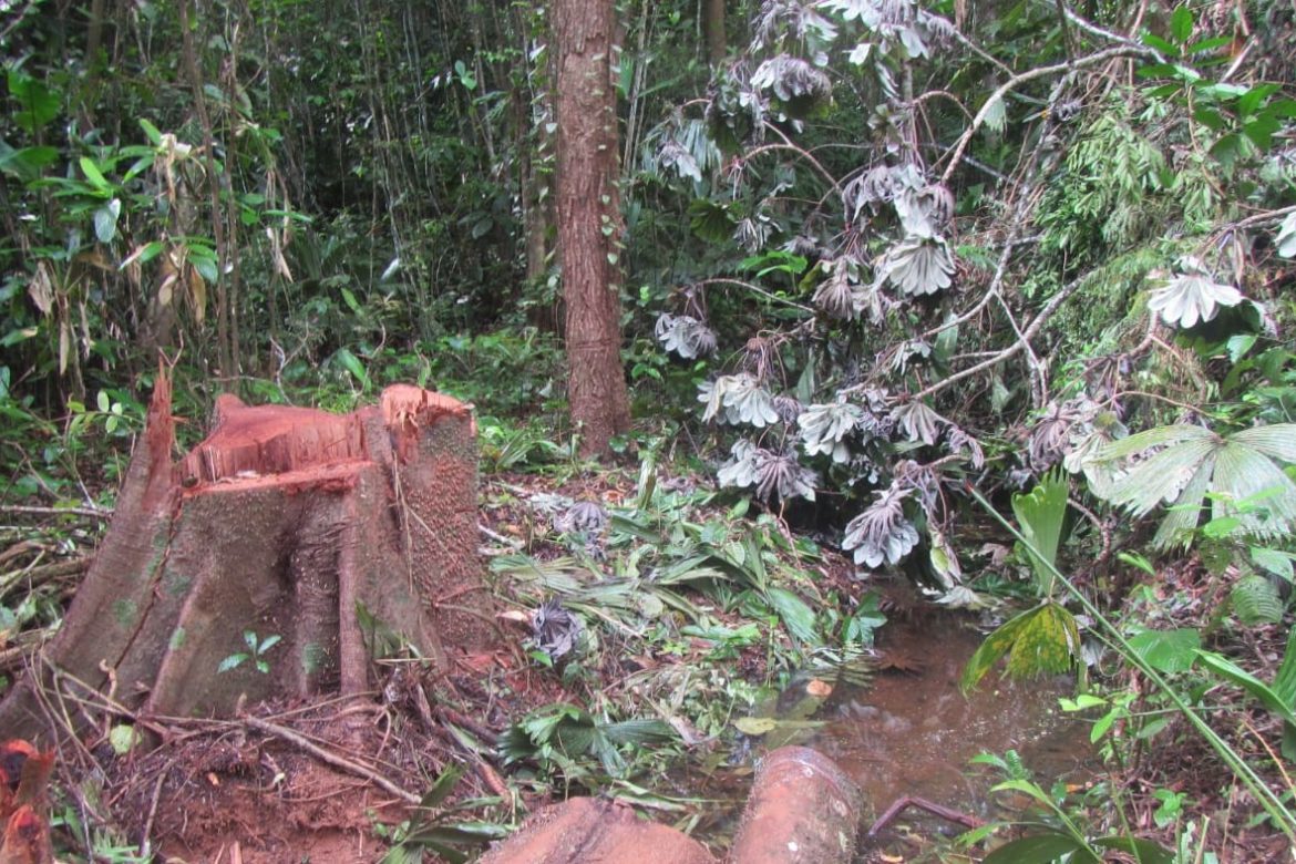 Investigan tala ilegal en el límite de Guna Yala y Colón