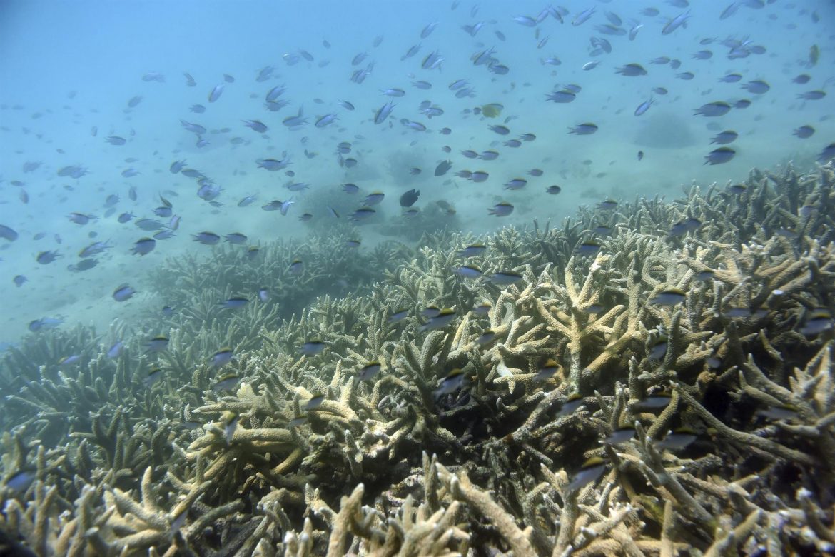 Australia aprueba fondo para la protección de la Gran Barrera de Arrecifes