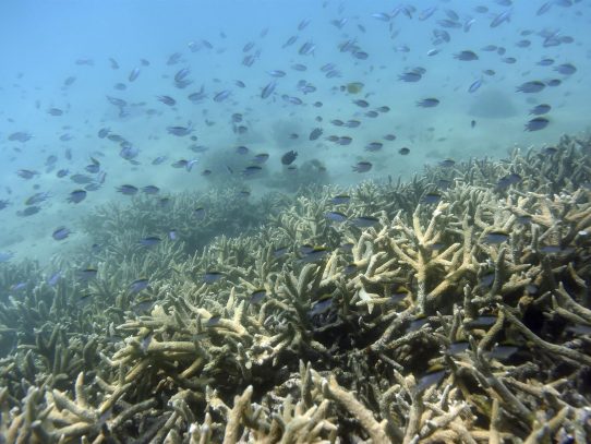 Australia aprueba fondo para la protección de la Gran Barrera de Arrecifes