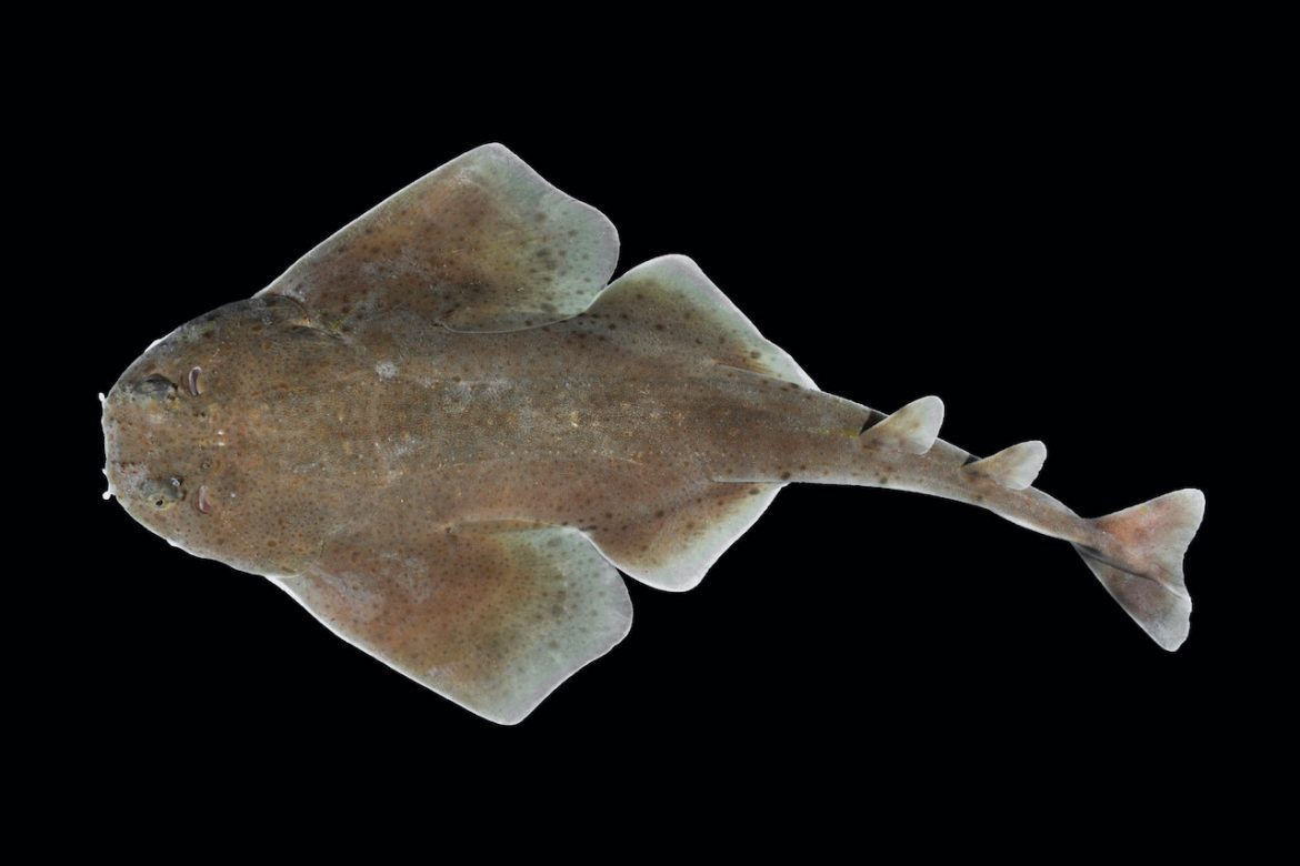 Squatina mapama, nueva especie de Panamá: primer reporte de un tiburón ángel del Caribe centroamericano