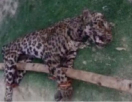 MiAmbiente acudió a la comarca Guna Yala por muerte de jaguar