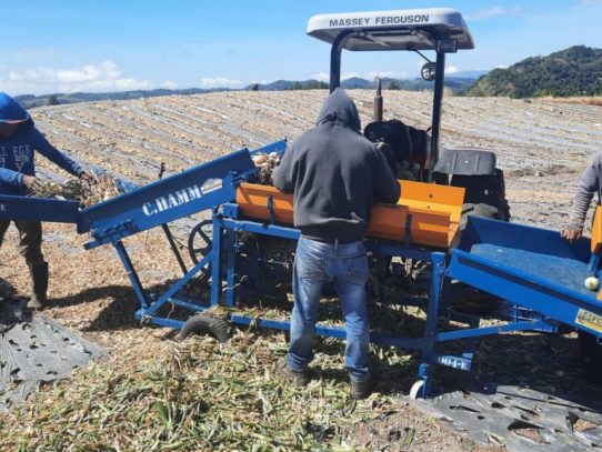 Productores de cebolla de Tierras Altas aplican tecnología en cosecha