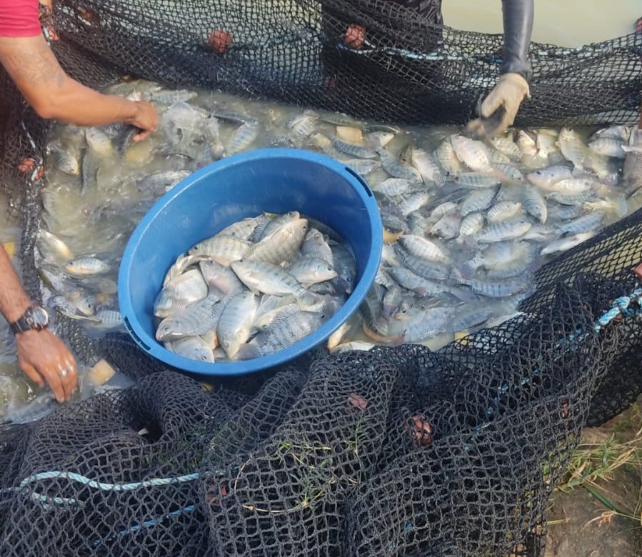 Cosechan 500 libras de tilapia en centro de detención de Llano Marín