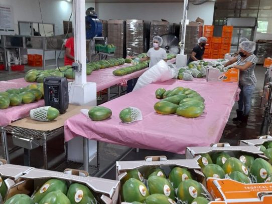 Repuntan las exportaciones de papaya panameña a EE.UU. en el 2021