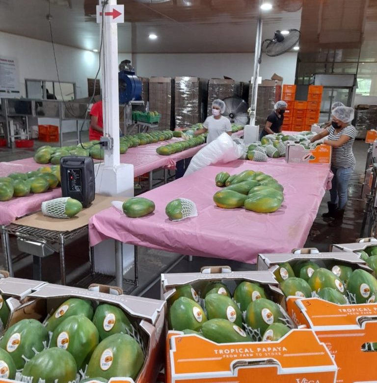 Repuntan las exportaciones de papaya panameña a EE.UU. en el 2021