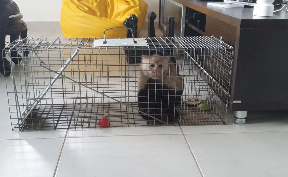 Mono cariblanco es rescatado en área residencial en Los Ríos, Ancón
