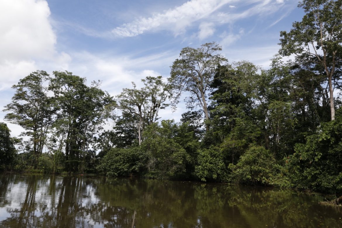Panamá será sede del primer Congreso Regional de Bosques y Paisajes Sostenibles