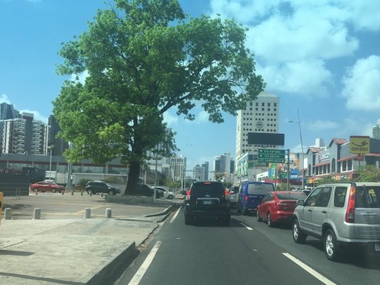 Árboles y plantas son desplazadas por vidrio y cemento en la ciudad de Panamá