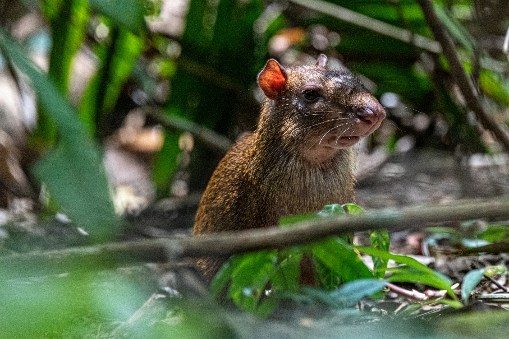 Los hábitats donde se percibe el olor de ocelotes pueden ahuyentar a