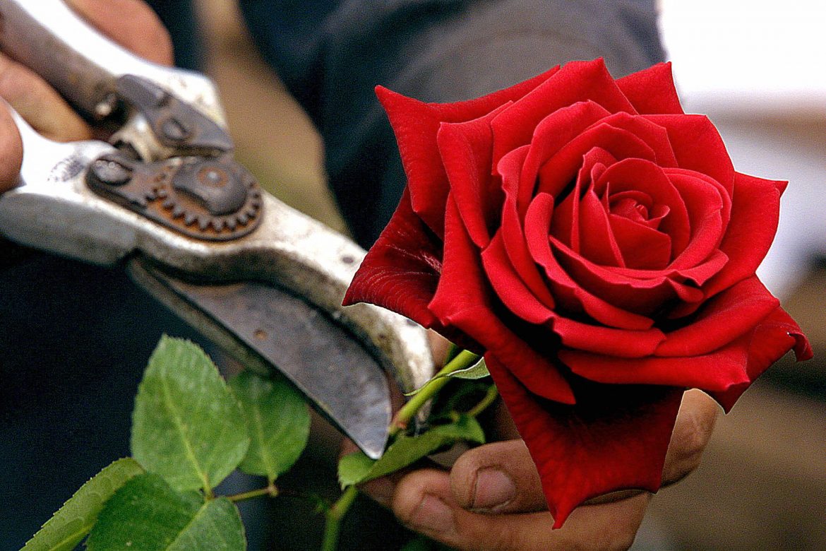 En San Valentín proteja su corazón y bolsillo de las estafas