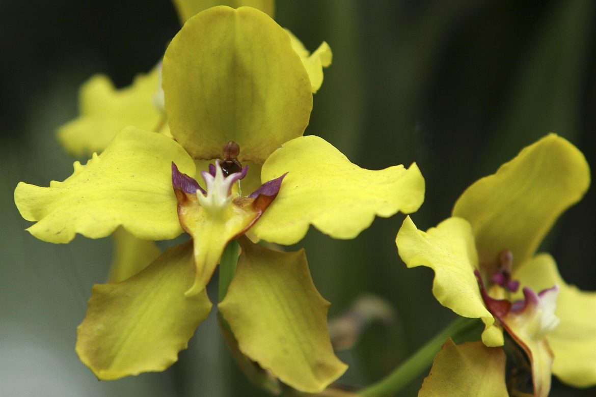 Ecuador presenta su plan nacional para conservar orquídeas