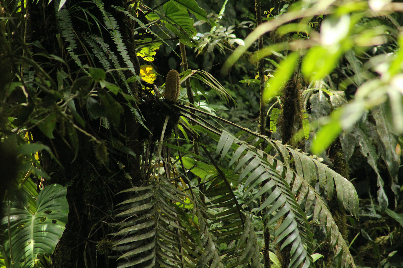 El misterio de la dispersión de una extraña planta panameña