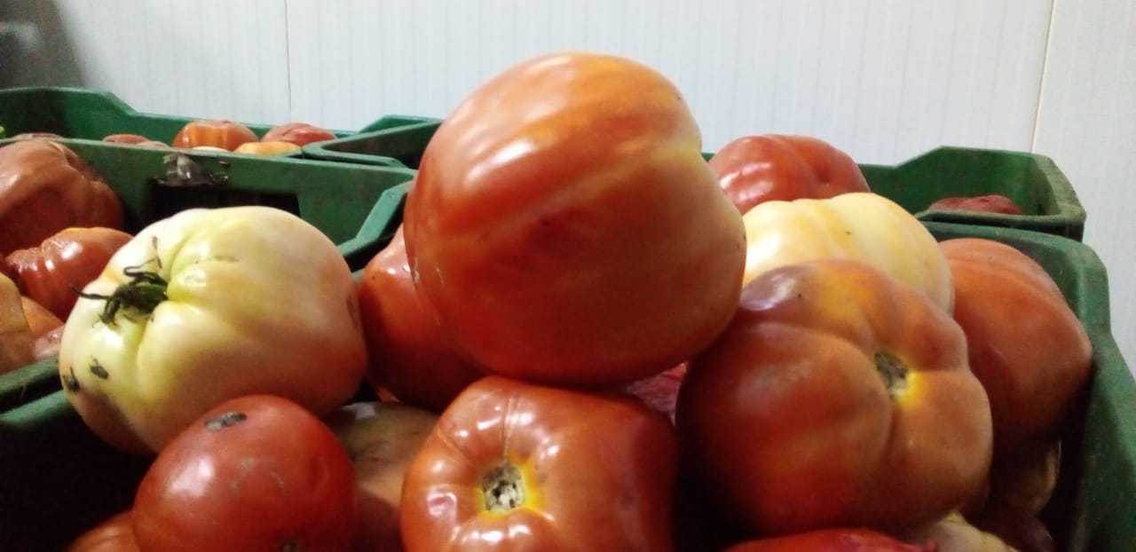 Instalado Comité Técnico para determinar daños y pérdidas en comercialización del tomate
