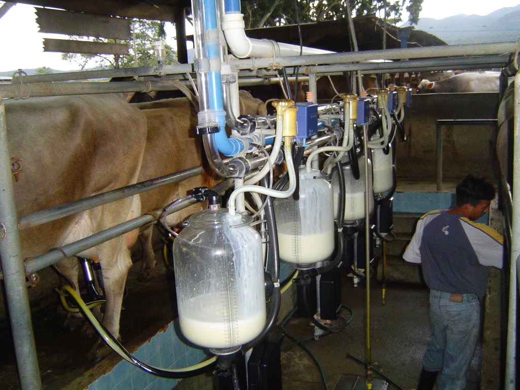 Panamá importa la mitad de los 400 millones de litros de leche que consume el país