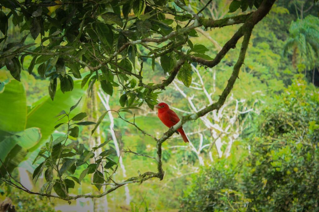 Estudio reveló considerable reducción de aves en el Parque Nacional Soberanía