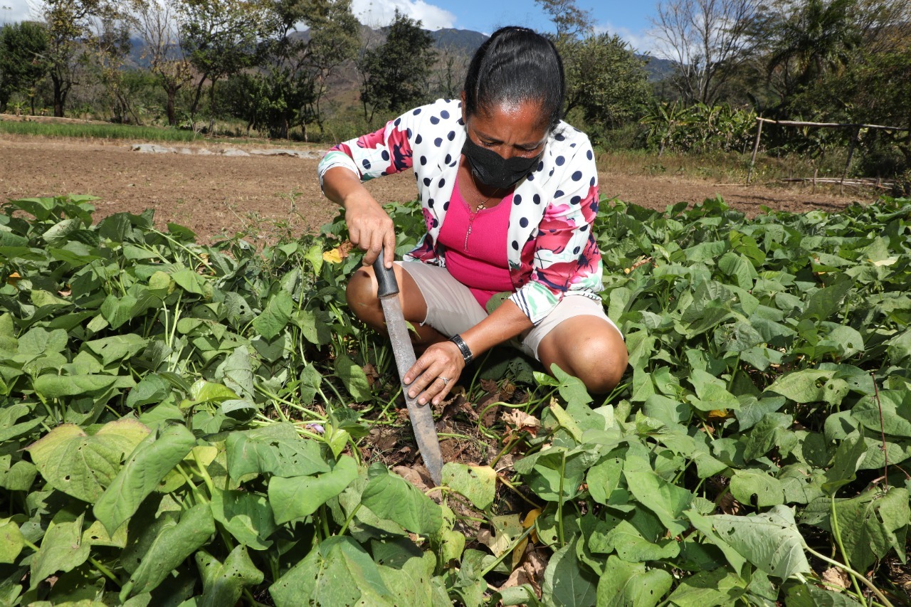 Mujeres de la comunidad de Quije producen alimentos en tiempo de pandemia