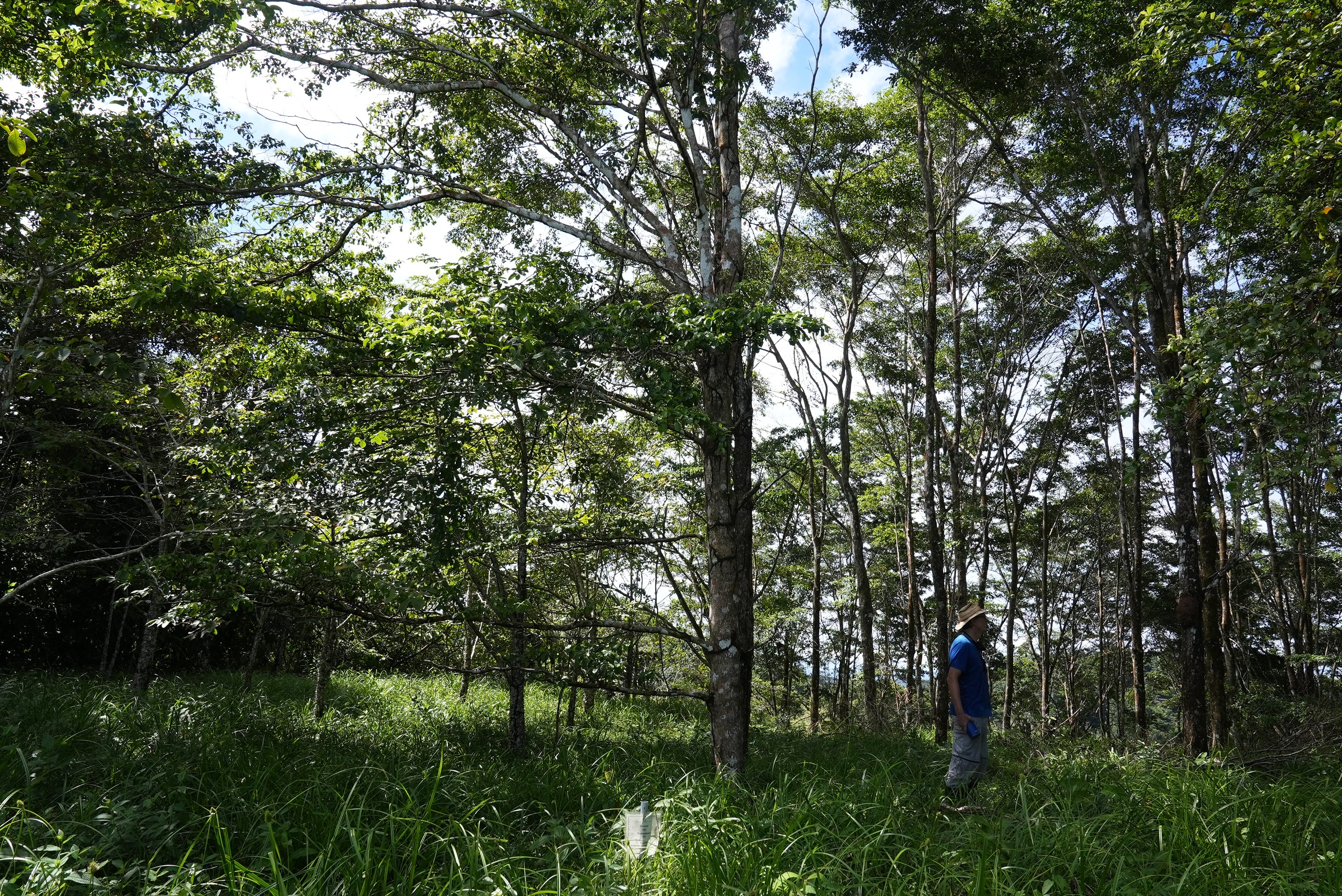 Experimento en la Cuenca del Canal destacado en Congreso Forestal Mundial