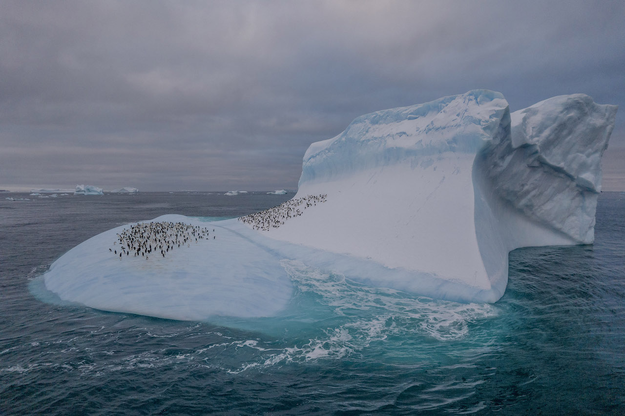 Donde aún abunda el hielo, también abundan estos pingüinos