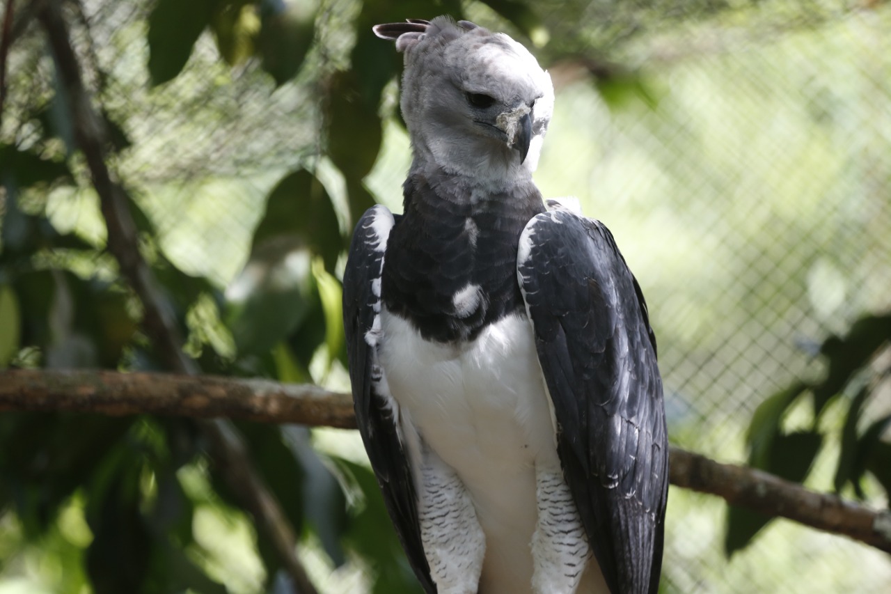 Panamá celebra hoy el Día del Águila Harpía
