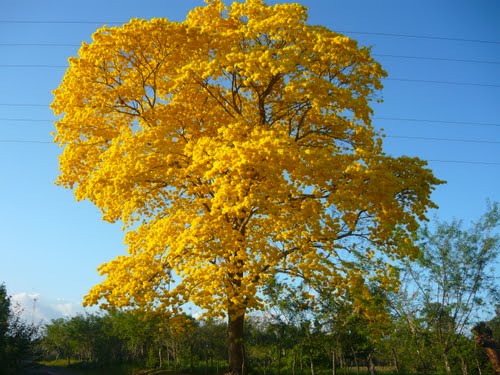 Panamá: hogar de árboles con gran potencial para enfrentar el cambio climático