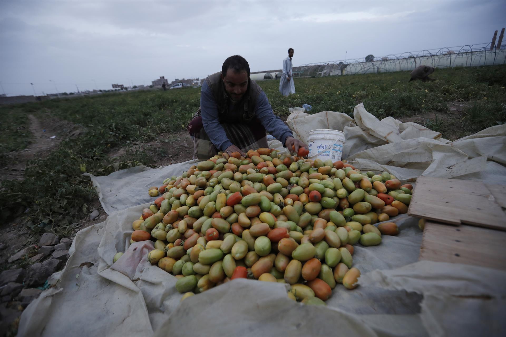 La ONU insta a invertir en la agricultura para frenar la hambruna mundial