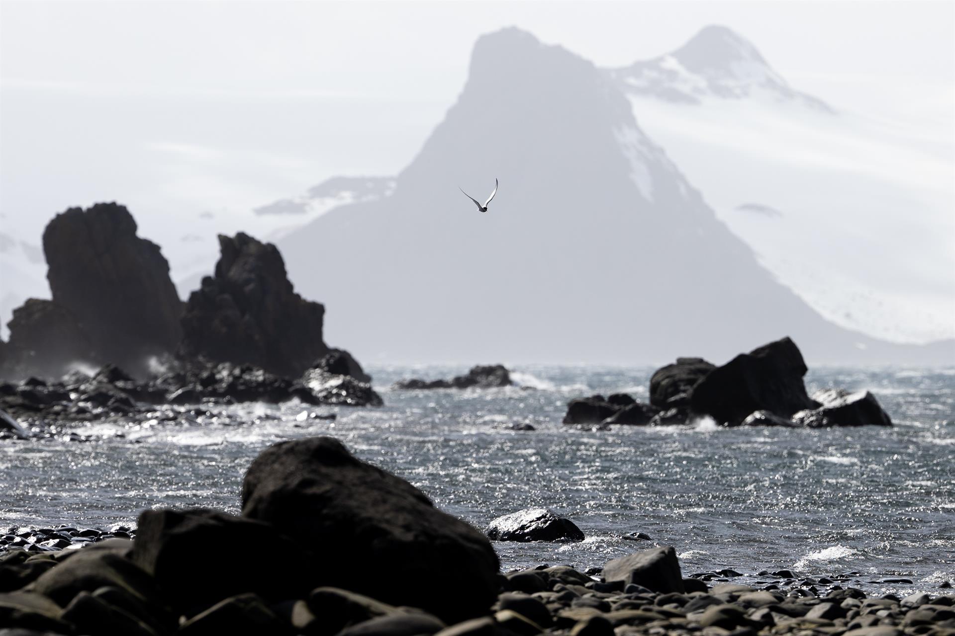 La UE urge a crear en la Antártida el “área marina protegida más grande del mundo"