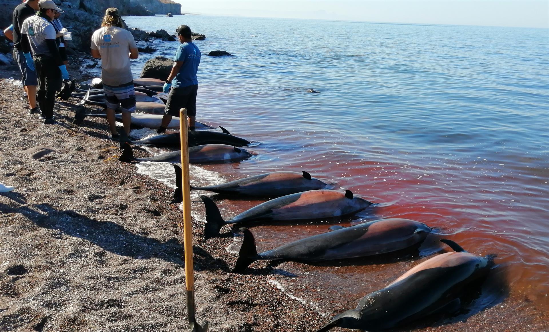 Unos 30 delfines mueren varados en área costera del noroeste de México