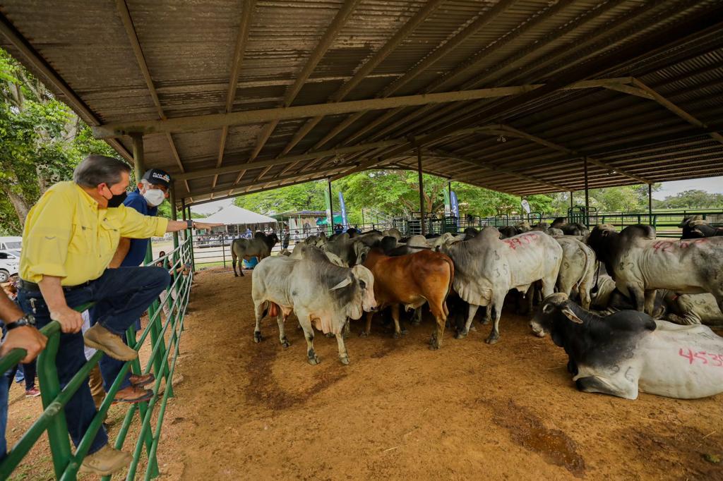 Cumplido principal requisito, Panamá lista para exportar carne de res a Estados Unidos